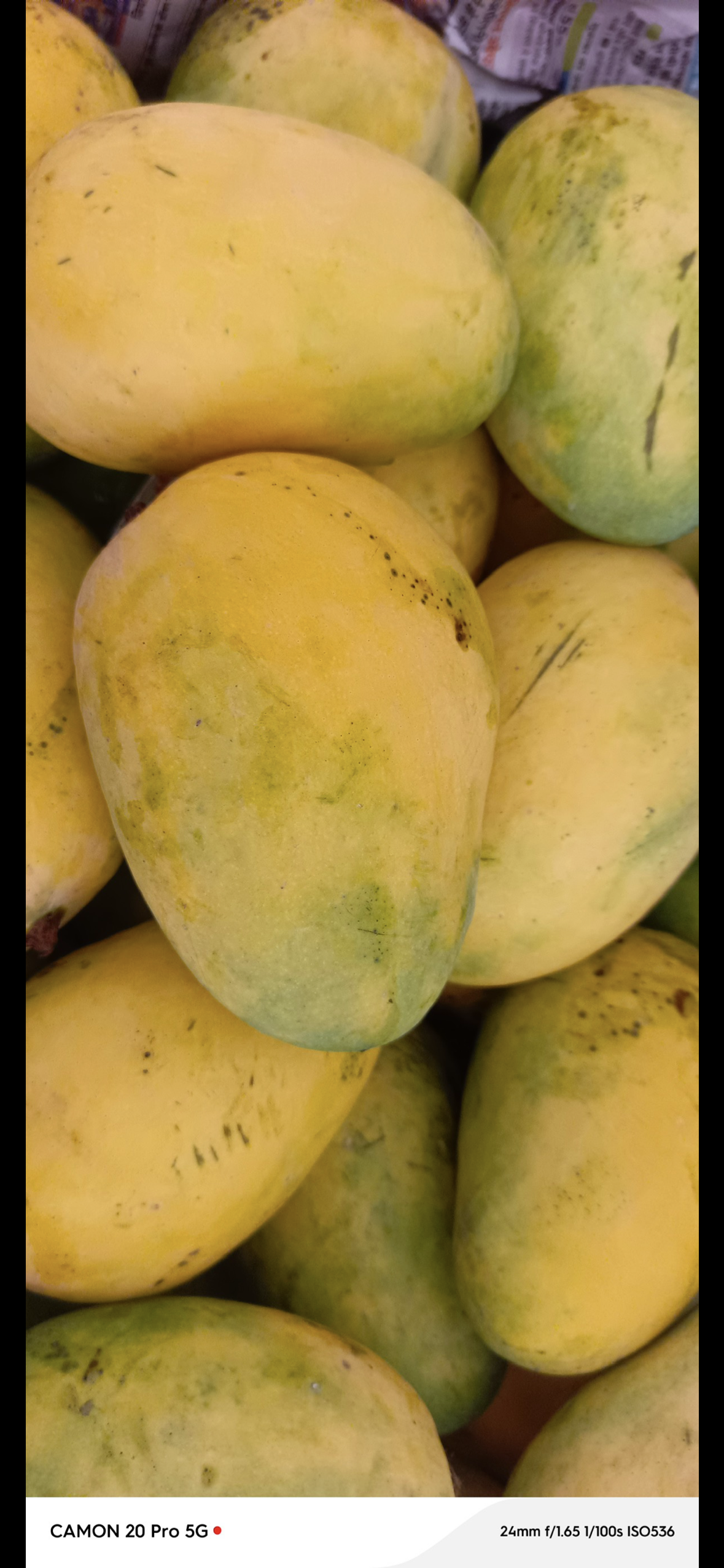 Sundarja mangoes from Govindgarh, Rewa — GI Certified