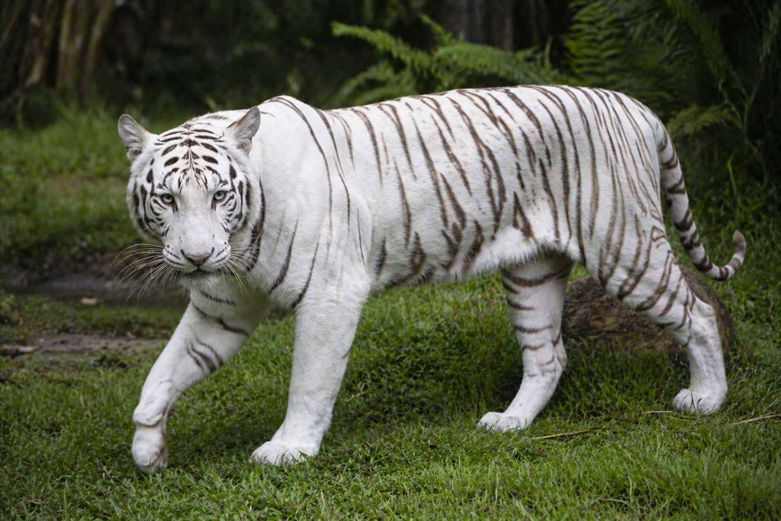 White tiger of Govindgarh, Rewa